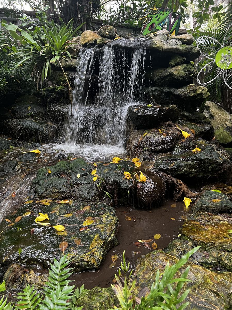 Experience The Marie Selby Botanical Gardens in Sarasota